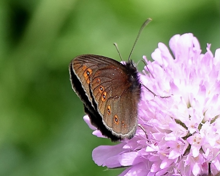almond-eyed ringlet